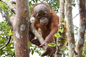 Orangutan Project blog